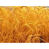 Посевной материал пшеницы яровой